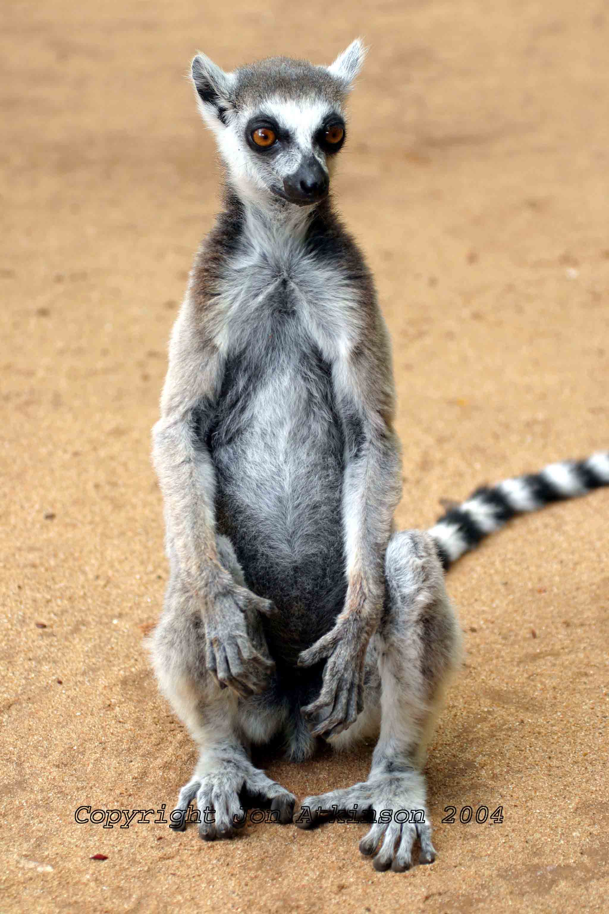 Ring-Tailed Lemur, Ranomafarma National Park, Madagascar.